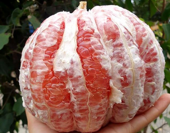 Grapefruit Best Quality Fresh Fruit Grapefruit Pomelo Fresh Fruit Pomelo Contact Vietnam Healthy From Vietnam Manufacturer 2