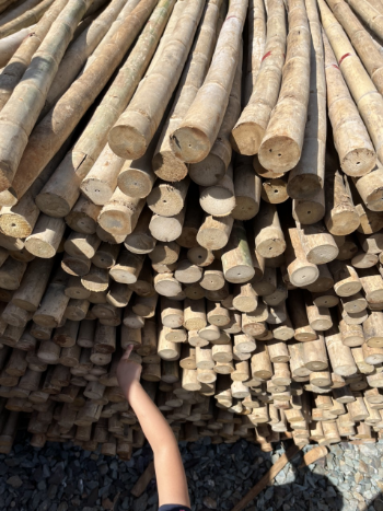 Dry Bamboo Poles Hot Sale Solid Moso Bamboo For Decor And Construction Bamboo Cane Packed In Bundles Vietnam Manufacturer 5