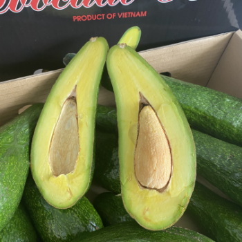 Avocado Fresh Good Price Viettropical Fruit For Export Us Haccp Customized Packaging Vietnam Manufacturer 8