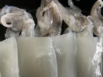 Squid Sugata Frozen Squid Steak High Quality New Seafood Using For Food Iso Pack In Foam Tray Vietnam Manufacturer 5