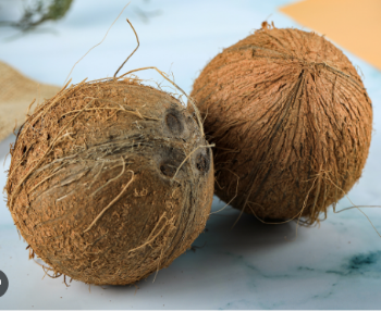 Dried Coconut From Vietnam Best Brand Quality Cheap Price For Export Low MOQ Semi Husked Coconut Agriculture Tropical Fruit 5