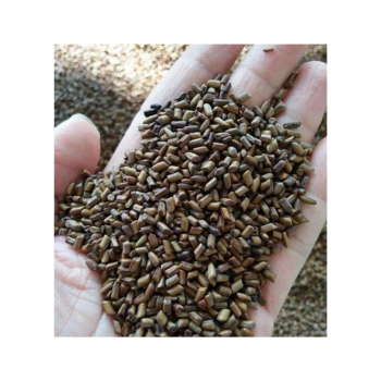 Cassia Tora Seeds Vietnam High Quality Odm Service International Standard Safe For Health Natural Organic Vietnam Manufacturer 5