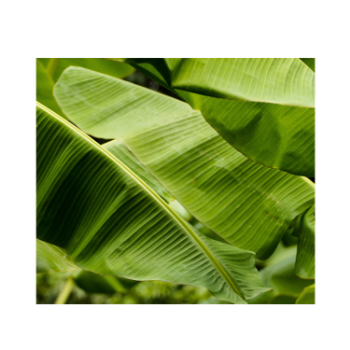 Fresh Banana Leaf For Food Stuff Replace To Plastic Bag Eco Friendly Biodegradable Supplier New Crop Made In Vietnam Bulk 3