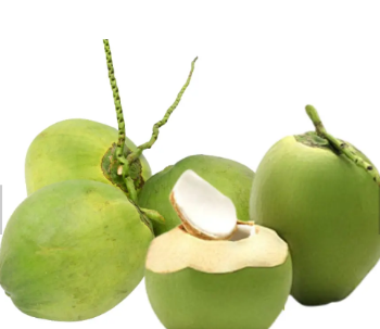 2023 Hot Selling! Wholesale Price Fresh Green Coconut Premium Quality for Drinking and Cooking Viet Nam Tropical Fruit 4