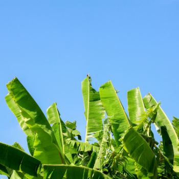 Fresh Banana Leaf For Food Stuff Replace To Plastic Bag Eco Friendly Biodegradable Supplier New Crop Made In Vietnam Bulk 6