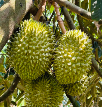 Fresh Durian Fruit Vietnam High Quality For Export Fresh Durian - supplier in Vietnam 2