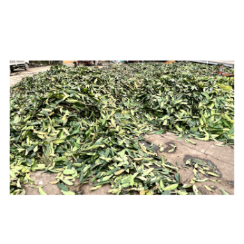 Hot Selling Cinnamon Leaf Quality Assurance Natural Green Raw Dried Cinnamon Leaf For Barbecue Wholesale Price 100% Pure Organic 3