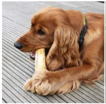 Coffee Wood dog Chew Stick toys bone for dog pet chew cat 100% Natural Winwin worldwide 4W Ms. Selina +84353773353 2