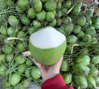 Fresh Green Coconut Wholesale Price 2023 Hot Selling! Drinking and Cooking Viet Nam Tropical Fruit High Export Standard 1