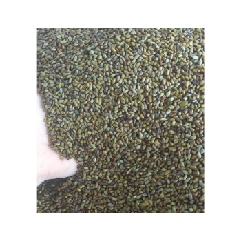Fast Delivery Cassia Tora Seed Hot Selling Odm Service International Standard Seed Pod Natural Organic Vietnam Manufacturer 1