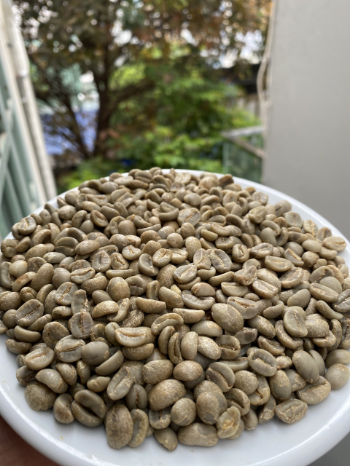 Arabica Green Coffee Beans Specialty Vietnamese Arabica Catimor Green Coffee Beans Dry Processing Single Origin Cau Dat Farm 5