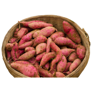 Sweet Potato Reasonable Price natural taste using for many purposes TCVN packing in carton Made in Vietnam Manufacturer 5