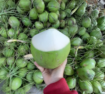 Wholesale Price Fresh Green Coconut for Drinking and Cooking Premium Quality from Viet Nam Manufacturer