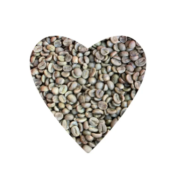 Arabica S16+ - Natural Coffee Raw Coffee Beans Good Price Purity Using For Making Food And Beverage No Preservatives