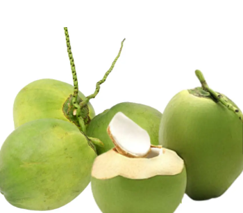 Premium Quality Fresh Green Coconut for Drinking and Cooking Wholesale Price from Viet Nam Manufacturer 5