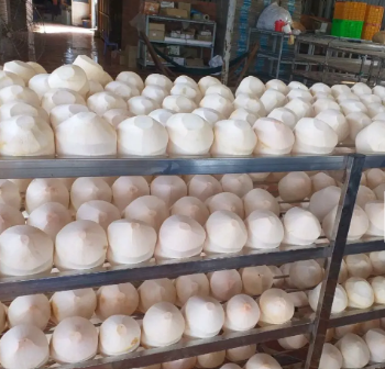 2023 Hot Selling! Wholesale Price Fresh Green Coconut Premium Quality for Drinking and Cooking Viet Nam Tropical Fruit