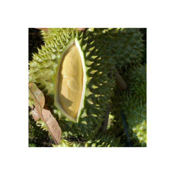 Wholesaler Fresh Durian Monthong Eat Directly Sweet And Fatty Taste Organic Packed In Box Vietnam Manufacturer 4