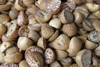 Betel Nuts Ready To Export Competitive Price Good For Health Price High Quality Dried Areca Berries From Vietnam Manufacturer 4