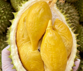 Ri6 fresh durian fruit for sale Hot selling good taste using for food packing in carton made in Vietnam Manufacturer 6