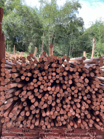 Top Quality Large Bamboo Poles Trading In Bulk For Decor And Construction Packed In Bundles with Good Price 2