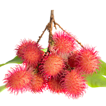 Delicious Premium Grade Frozen Rambutan good for health from Vietnam Brand Name Dieu Phu Organic 2