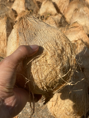 Top Quality Dried Coconut Semi-Husked From Vietnam Agriculture Juicy Sweet Water 100% Natural Thick Meat Hot Selling Nutrition 6