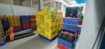 Tropical Fruit Passion Fruit For Export Us 100% Organic Good Price Wholesales Fresh Carton Box Vietnam Manufacturer 7