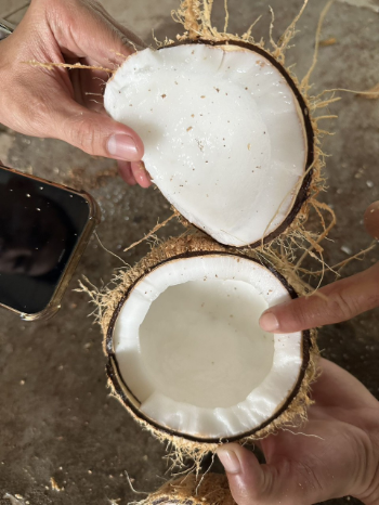 100% Natural Dried Coconut Semi-Husked Hot Selling From Vietnam Nutrition Juicy Thick Meat Sweet Water Agriculture 4