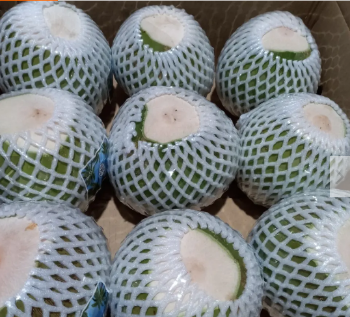 Premium Quality Fresh Green Coconut for Drinking and Cooking Wholesale Price from Viet Nam Manufacturer 3