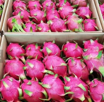 Tropical Dragon Fruit Best Choice Sweet Making Food Bulksales Carton Box Plastic Wrap From Vietnam Manufacturer 6