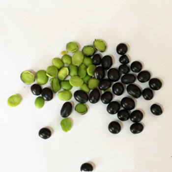 Black Beans Bean  Good Price  Very Good For Health For Cooking Vinagreen Customized Packing From Vietnam Bulk 6