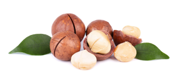 Macadamia Nuts With Shell Premium Grade High Quality Raw Organic Bulk Nuts Macadamia Nuts Wholesales From Vietnam Manufacturer 7