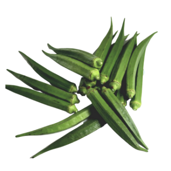 Fresh Okra OEM New Crop Using For Many purposes TCVN packing in carton Made in Vietnam Manufacturer 4