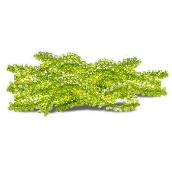 Heating Sea Grapes 99% Fresh Reasonable Price 25Gr/Pack Mitasu Jsc Paper Box Vietnam Manufacturer 4