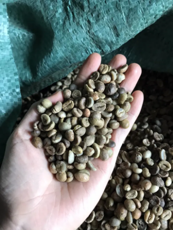 Raw Coffee Beans Robusta Coffee S18 - High ripening rate First Class Grade Good Price Natural No Preservatives From Vietnam Company 4