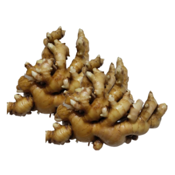 Ginger High Specification Organic Using For many purposes TCVN packing in carton from Vietnamese Manufacturer 5