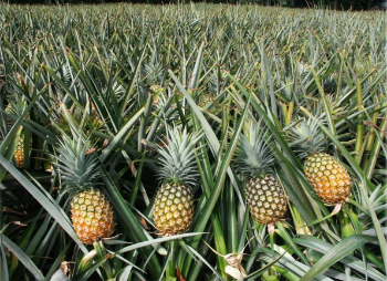 Fast Delivery Fresh Pineapple 100% Natural Sweet Tropical & Sub-Tropical Fruit Packed In Box Vietnam Manufacturer 6