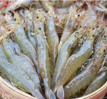 White Shrimp Export Seafood Fresh and boiled Vannamei Packaging Made In Vietnam Trading Frozen 1