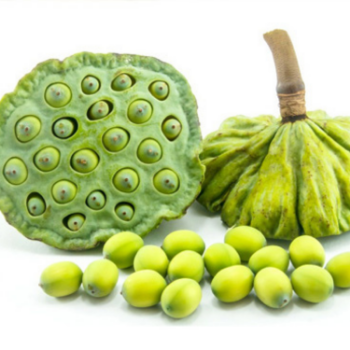 Fresh Lotus Seed  Good Choice  Organic Unique Taste Good For Health Not Contain Cholesterol Free Sample Factory 6