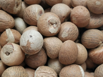 Wholesale Competitive Price Good For Health Price High Quality Dried Areca Nut Berries Betel Nuts From Vietnam Manufacturer 6