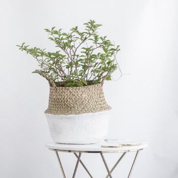 Natural Belly Basket Seagrass Multifunction Belly Storage Handicraft Rattan Indoor Sustainable Household Standing Supplier From Vietnam Manufacturer 8