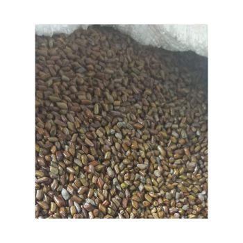 Fast Delivery Cassia Tora Seed Hot Selling Odm Service International Standard Seed Pod Natural Organic Vietnam Manufacturer 5
