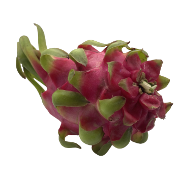 Dragon Fruit Fresh Haccp Professional Team Ready To Ship Wholesales Fresh Carton Box From Vietnam Manufacturer