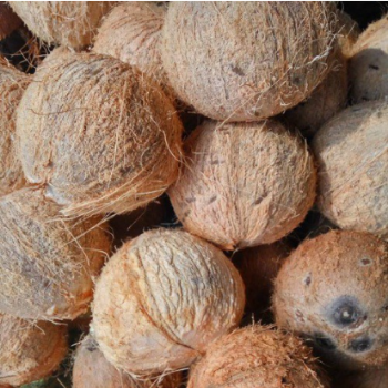 Dried Coconut From Vietnam Low MOQ Tropical Style Mature Sweet Nutrition Best Quality Brand Hot Selling Organic Export 2