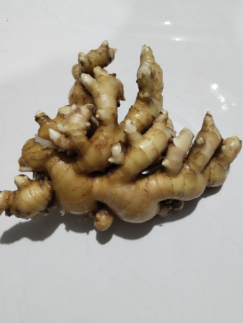 Ginger Price Top Sale Raw Ingredients Using For Many purposes TCVN packing in carton from Vietnam Manufacturer 4