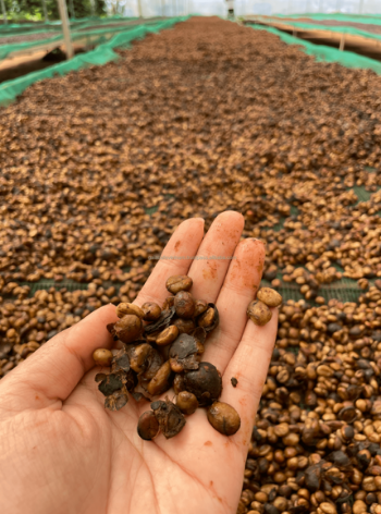 Green Robusta Coffee beans Vietnamese Robusta Green Coffee Beans Process Honey, S16, Grade A, Premium Quality, Single Origin 7