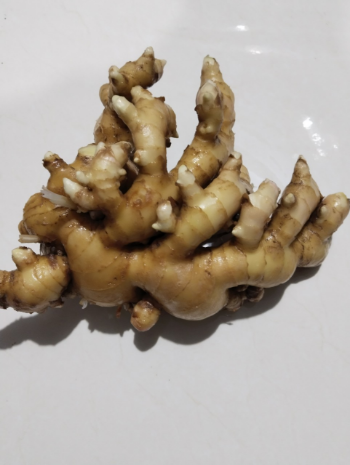 Ginger Tuber Good Price New Crop Using For Many purposes TCVN packing in carton from Asian Manufacturer 7