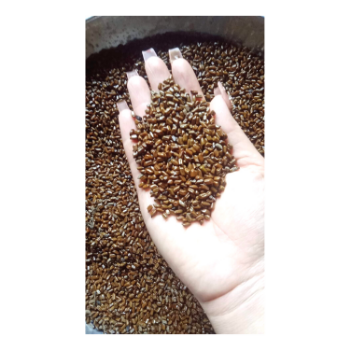 Hot Selling Cassia Tora Seed 100% Pure Cassia Tora Seed Organic Product 5