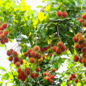 Frozen Rambutan Organic Fruits High Quality Nutritious Follow the Customer's Requirement from Vietnam Manufacturer 3