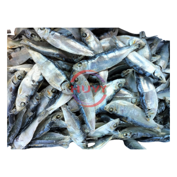 Indian Mackerel Nature Factory Price Sea Food Wholesale Fast Delivery Herring Fish Dry Herring OEM Service Made In Vietnam 1